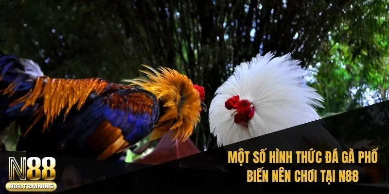 Một số hình thức đá gà phổ biến nên chơi tại N88