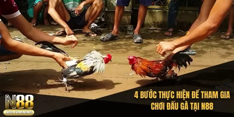 4 bước thực hiện để tham gia chơi đấu gà tại N88