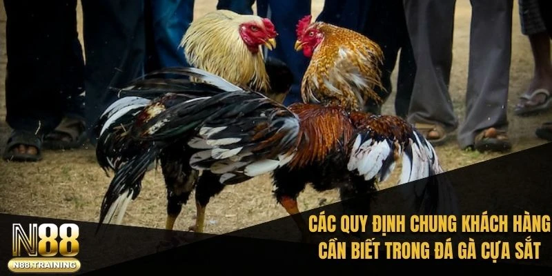 Các quy định chung khách hàng cần biết trong đá gà cựa sắt