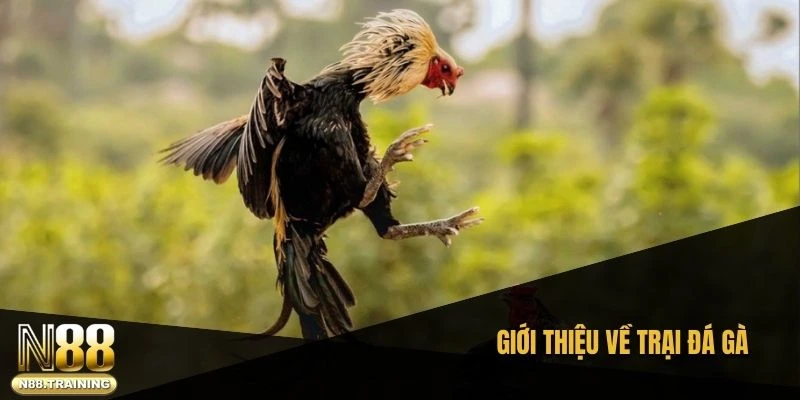 Giới thiệu về trại đá gà